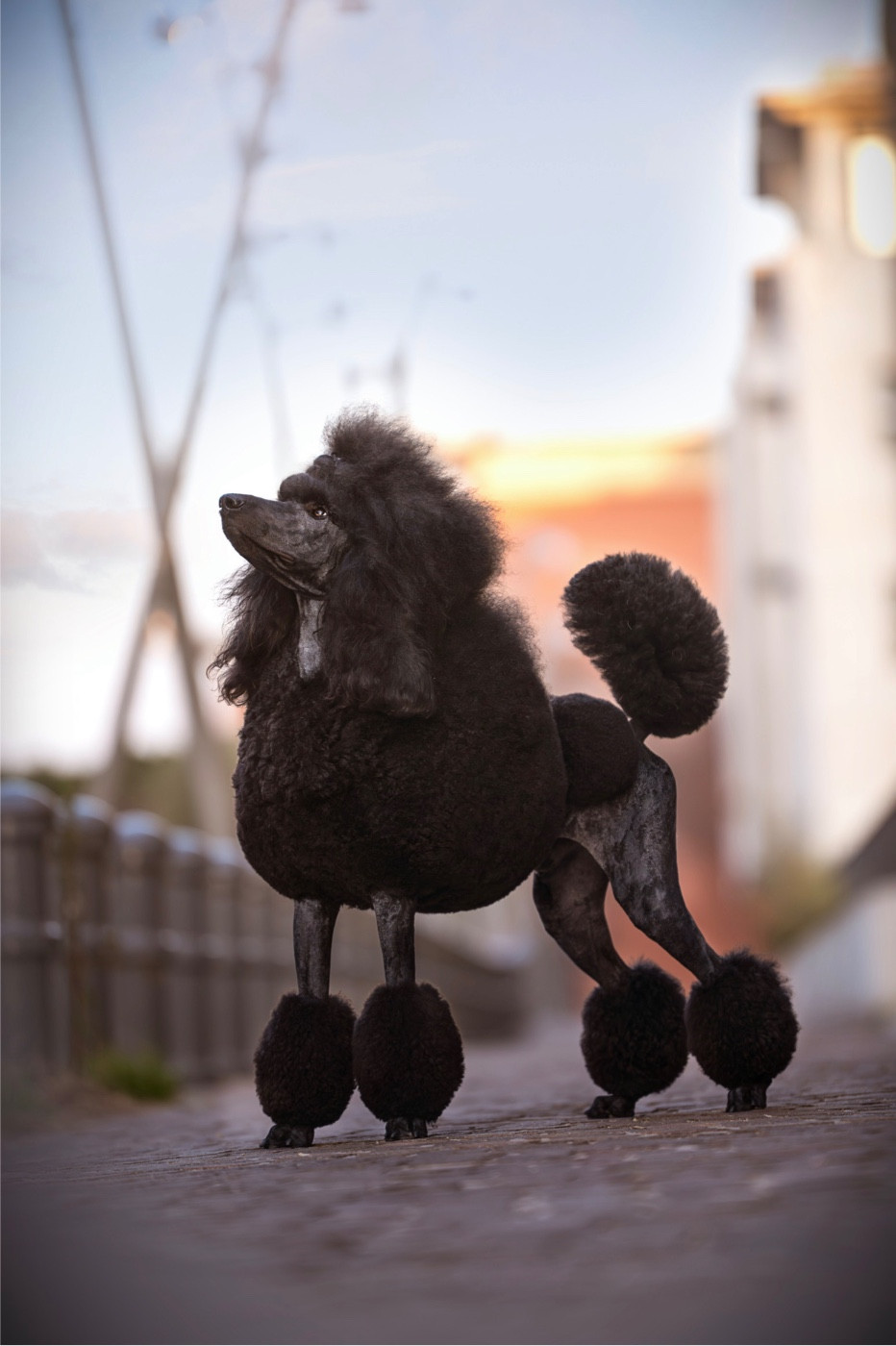 V'ROLO Domaine du parc