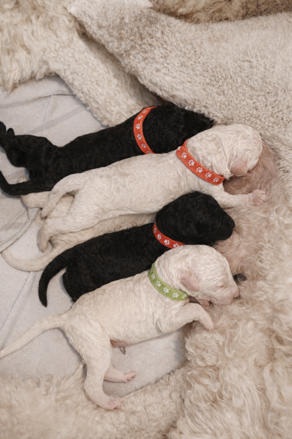 Chiot Caniche Spirit Of Harmony