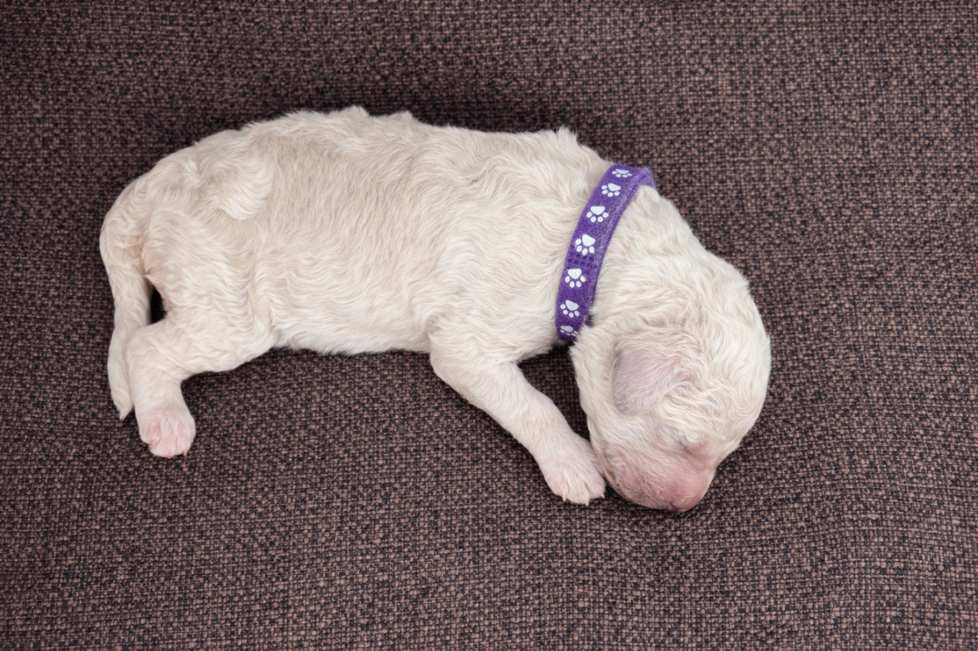 Spirit Of Harmony - Chiots disponibles - Caniche