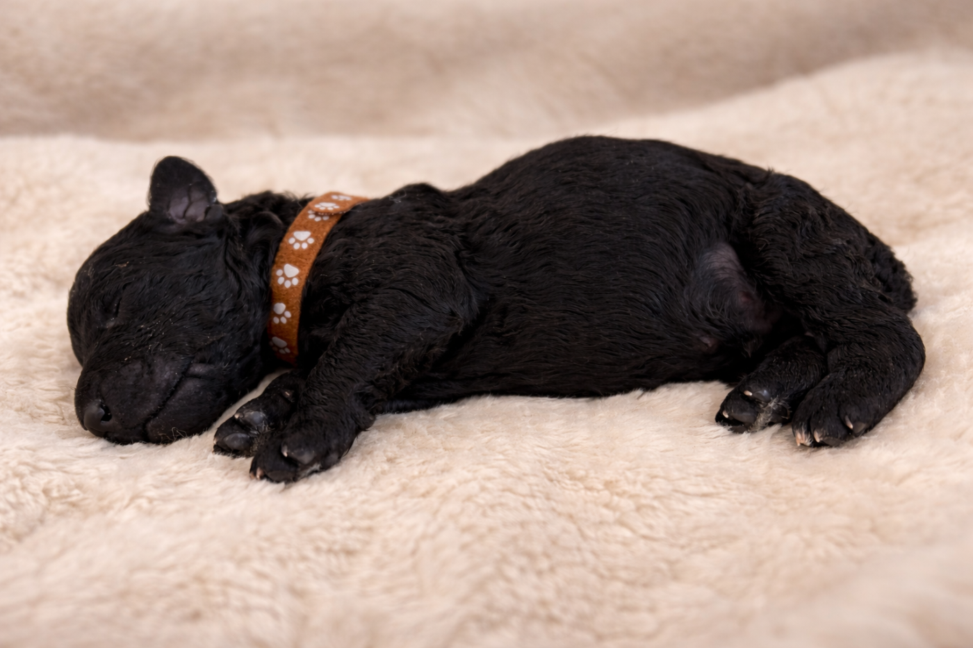 Spirit Of Harmony - Chiots disponibles - Caniche