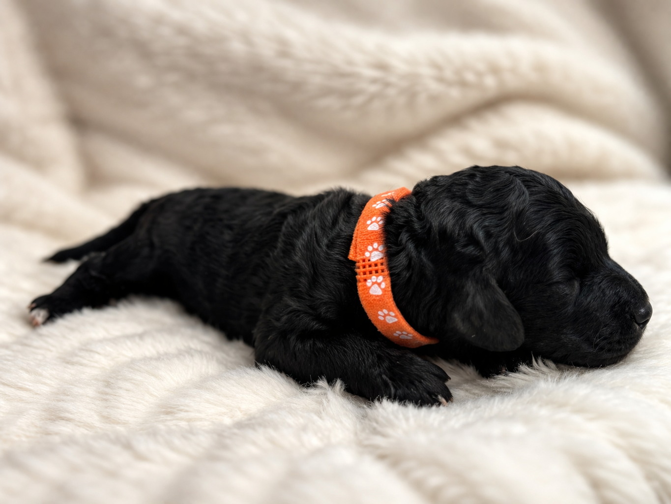 Spirit Of Harmony - Chiots disponibles - Caniche