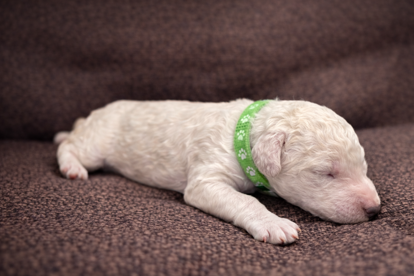 Spirit Of Harmony - Chiots disponibles - Caniche