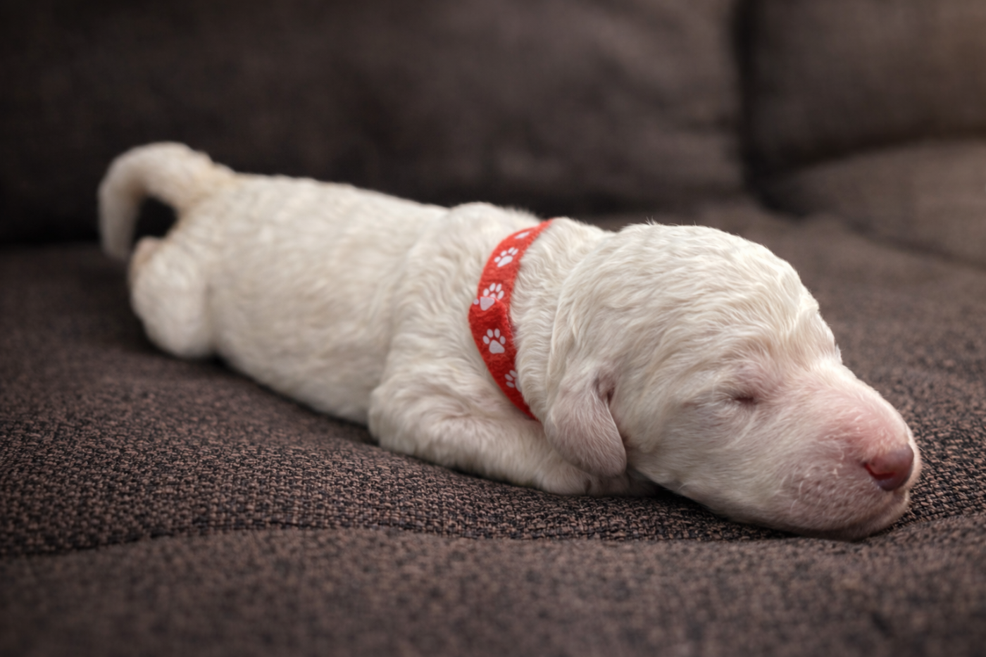 Spirit Of Harmony - Chiots disponibles - Caniche