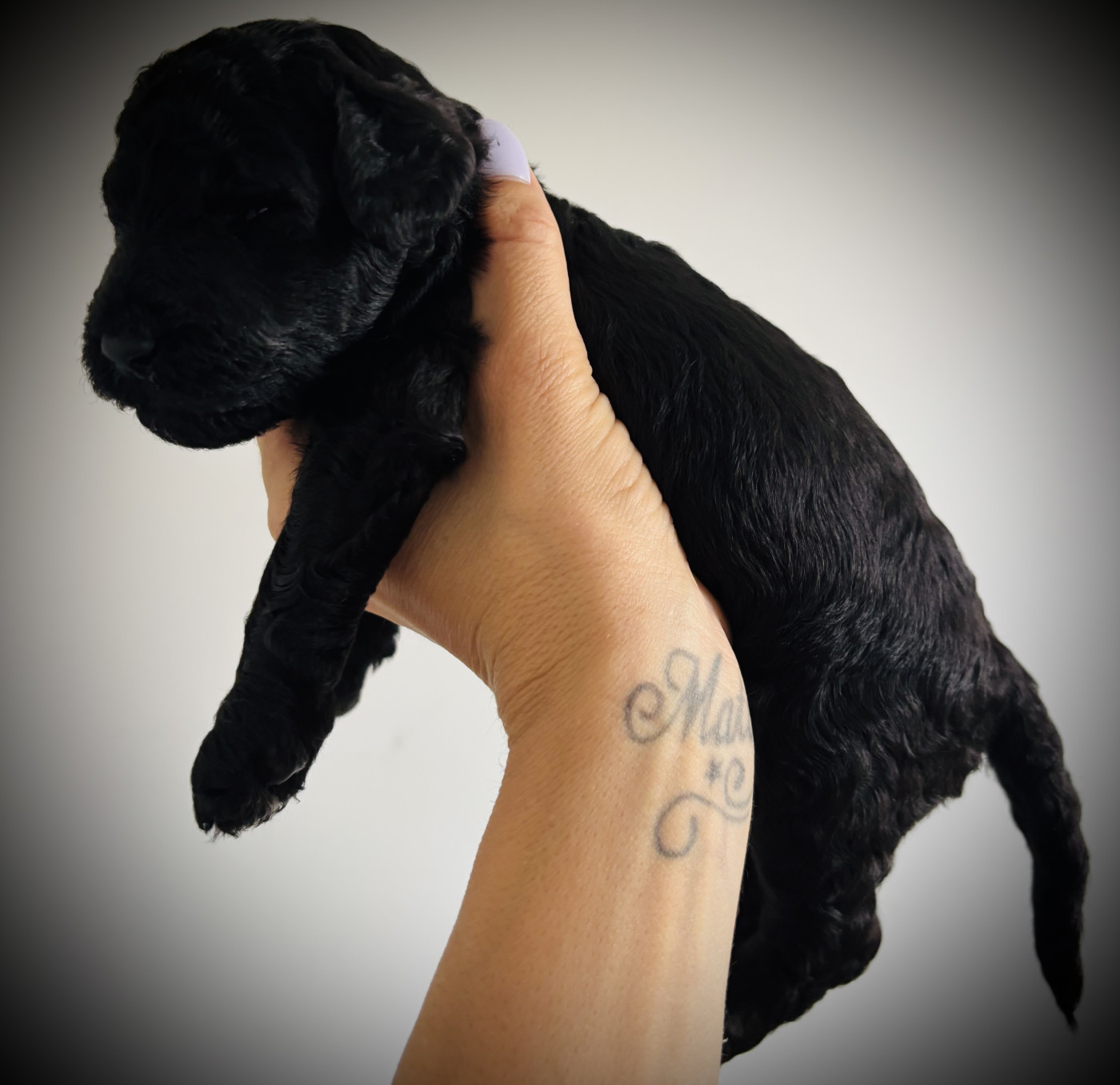 Chiot Caniche Spirit Of Harmony