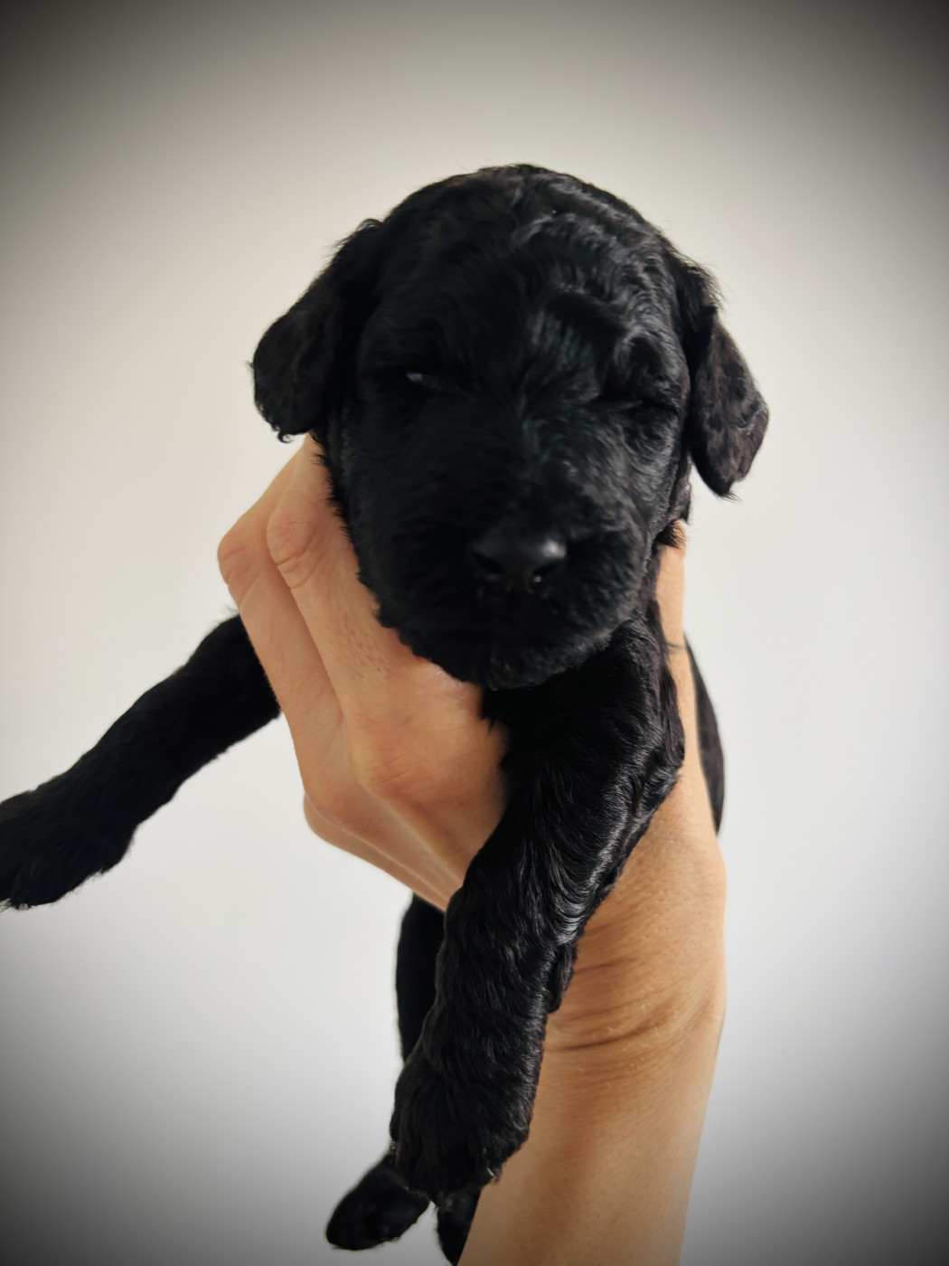 Spirit Of Harmony - Chiots disponibles - Caniche