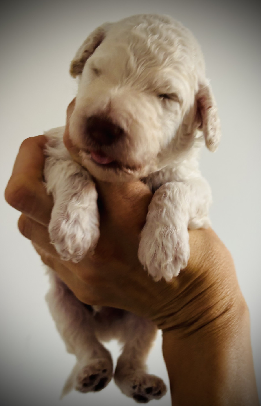 Spirit Of Harmony - Chiots disponibles - Caniche