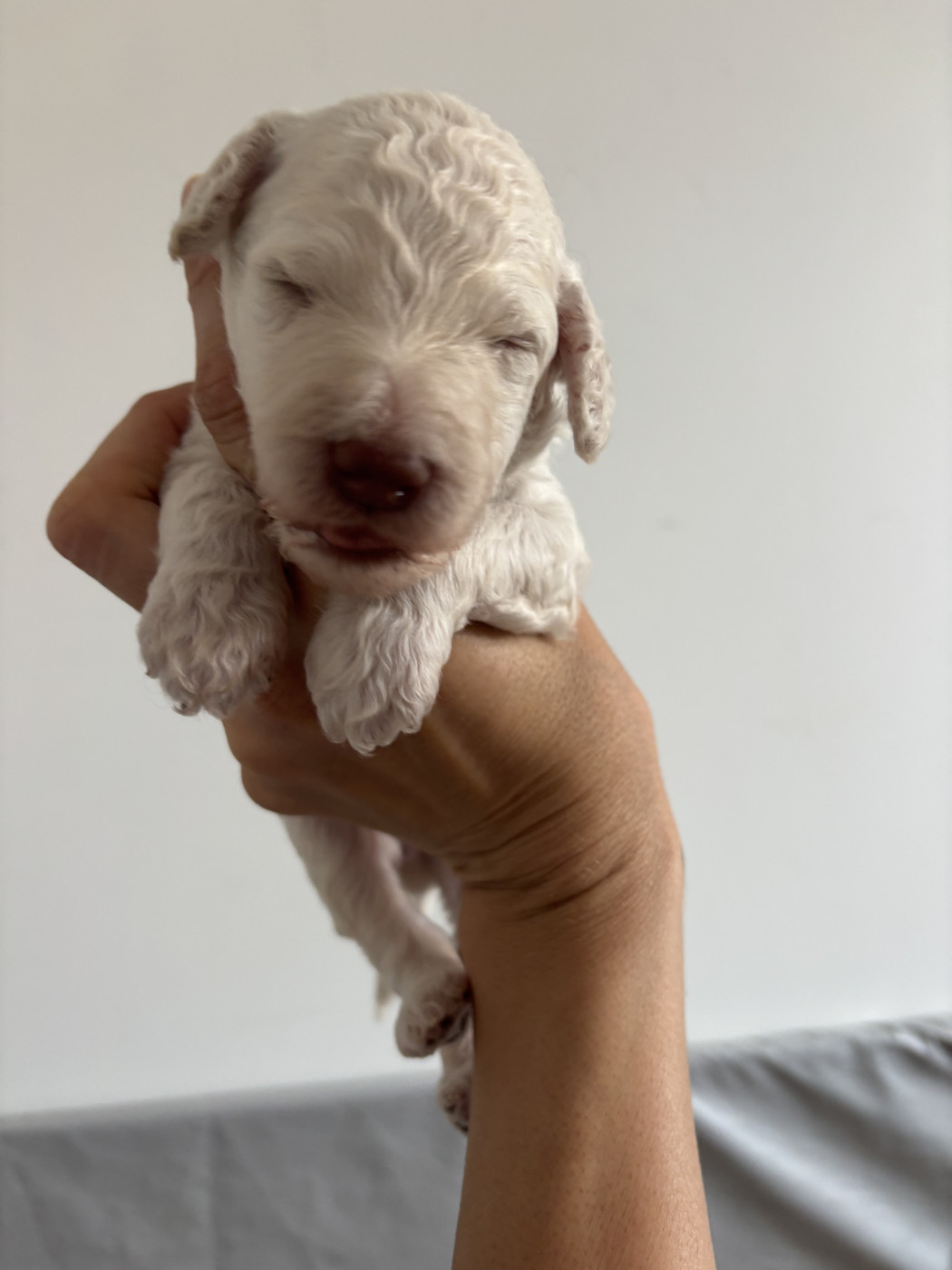 Spirit Of Harmony - Chiots disponibles - Caniche