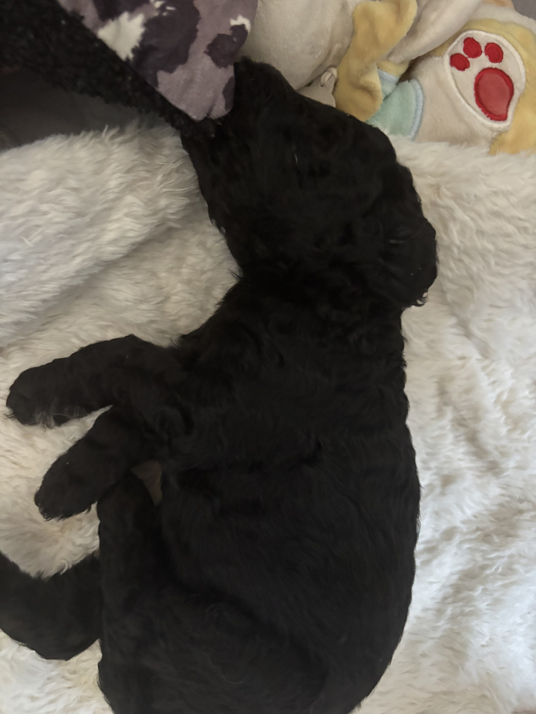 Spirit Of Harmony - Chiots disponibles - Caniche