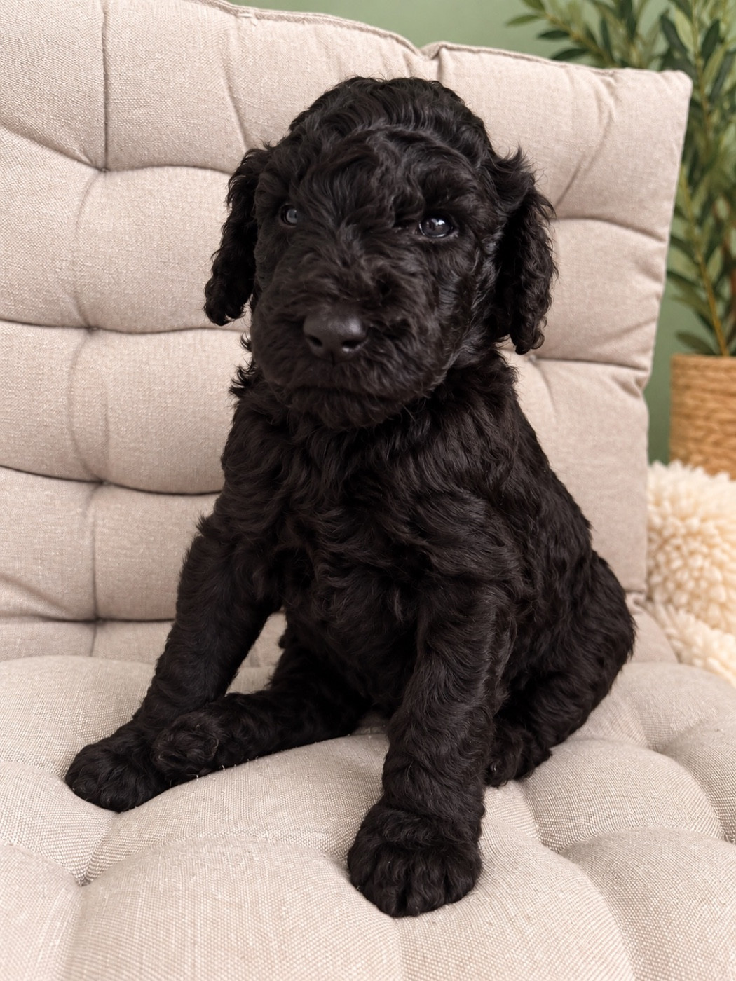 Spirit Of Harmony - Chiots disponibles - Caniche