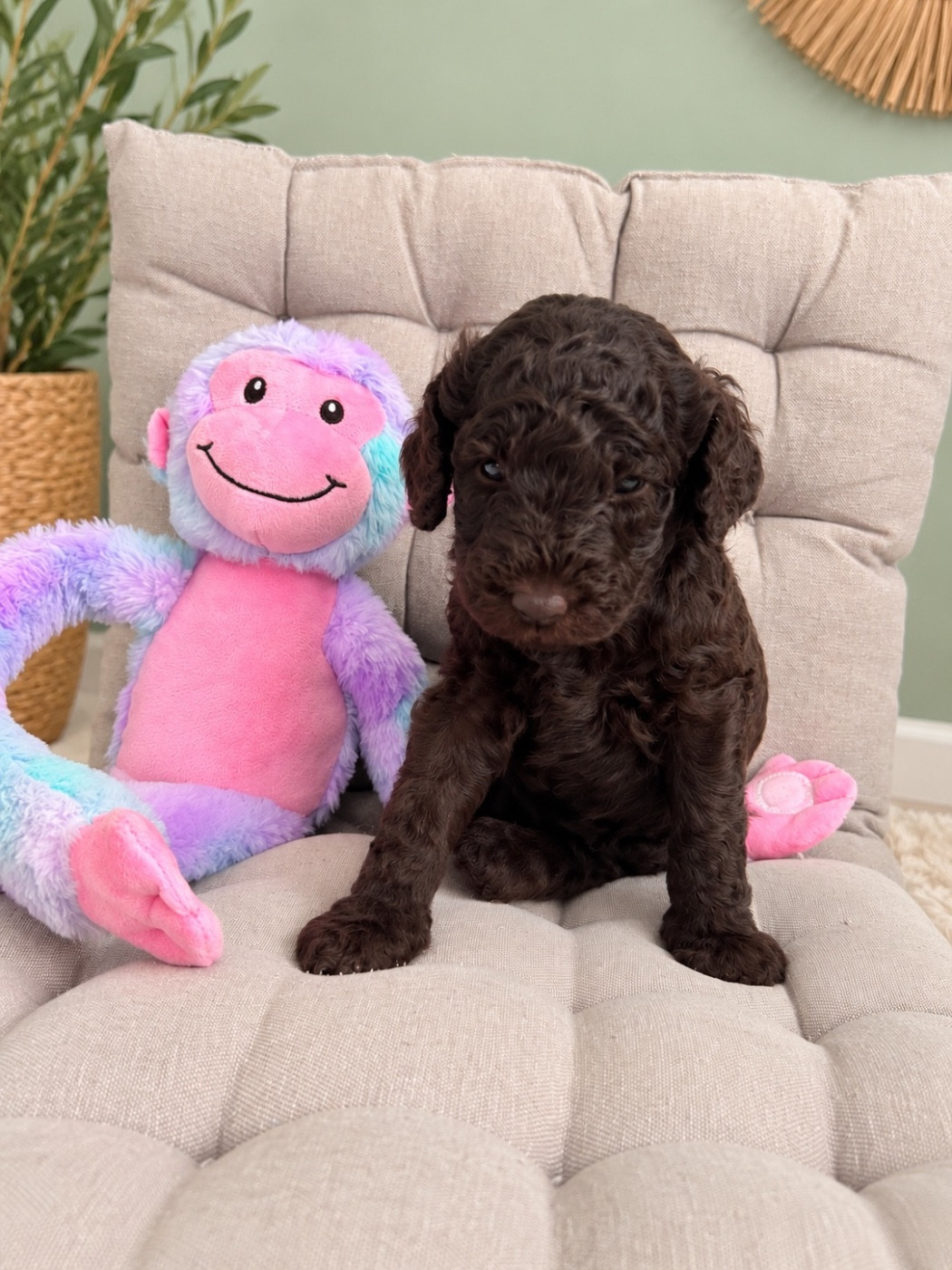 Spirit Of Harmony - Chiots disponibles - Caniche