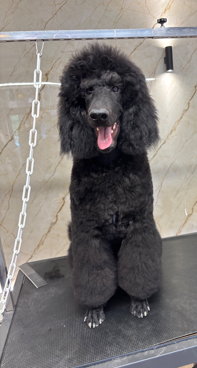 Spirit Of Harmony - Chiots disponibles - Caniche