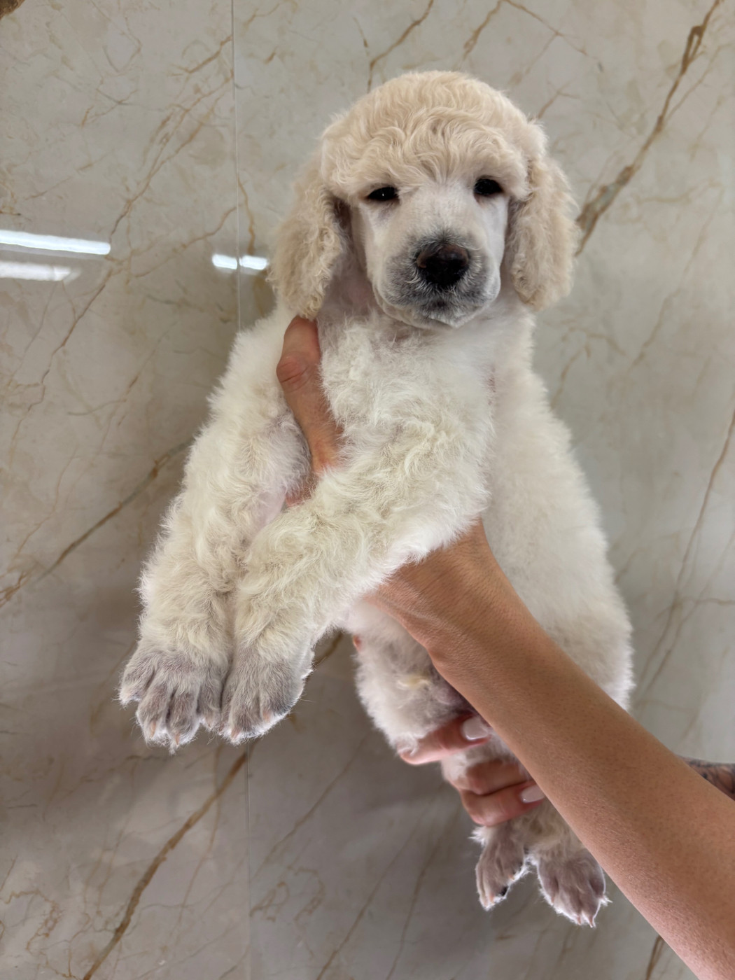 Spirit Of Harmony - Chiots disponibles - Caniche